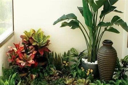 种绿植 种绿植