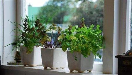 种蔬菜 种蔬菜