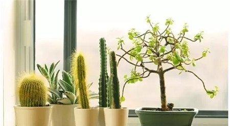 种绿植净化空气 种绿植净化空气
