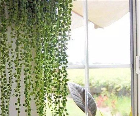 多肉植物窗帘——佛珠 多肉植物窗帘——佛珠