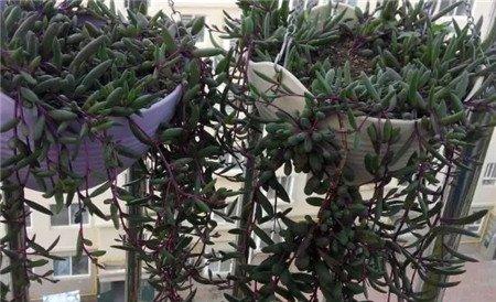 多肉植物窗帘——紫玄月 多肉植物窗帘——紫玄月