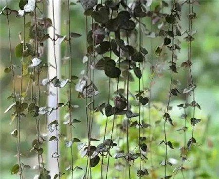 多肉植物窗帘——爱之蔓 多肉植物窗帘——爱之蔓