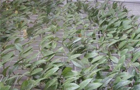 植物窗帘——球兰 植物窗帘——球兰