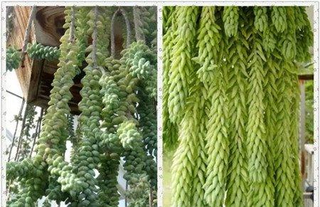 多肉植物窗帘——玉缀 多肉植物窗帘——玉缀