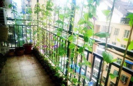 牵牛花窗帘的养护方法 牵牛花窗帘的养护方法