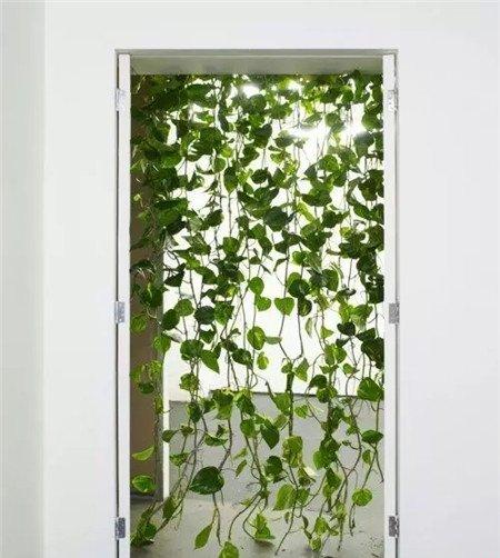 植物窗帘——绿萝 植物窗帘——绿萝