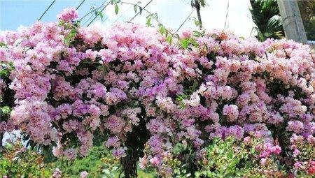 蒜香藤图片 蒜香藤图片