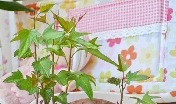 全国人民都在种红薯盆景，不仅颜值高，还健康美味