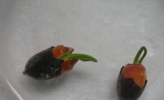 碗莲种子发芽 碗莲种子发芽