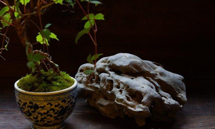 盆栽爬山虎景观