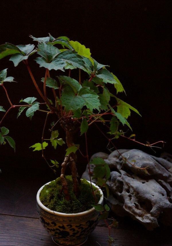 爬山虎盆栽