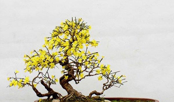迎春花盆景制作