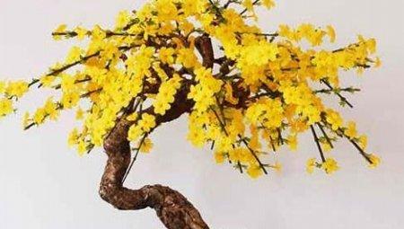 迎春花盆景