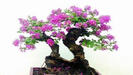 盆景紫薇花