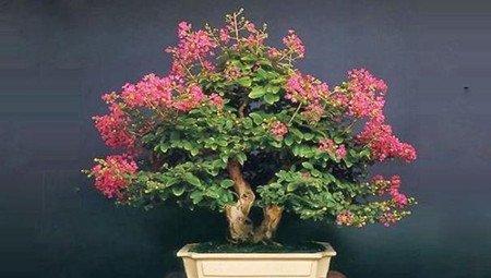 盆景紫薇花