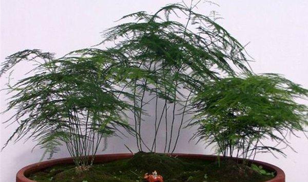文竹盆景的制作方法