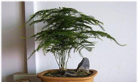 文竹塔式盆景