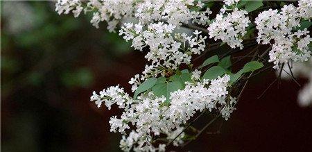 丁香花 丁香花