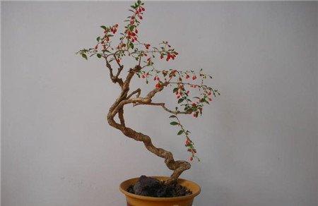 枸杞盆景的制作:上盆 枸杞盆景的制作:上盆