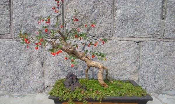 枸杞盆景的制作方法