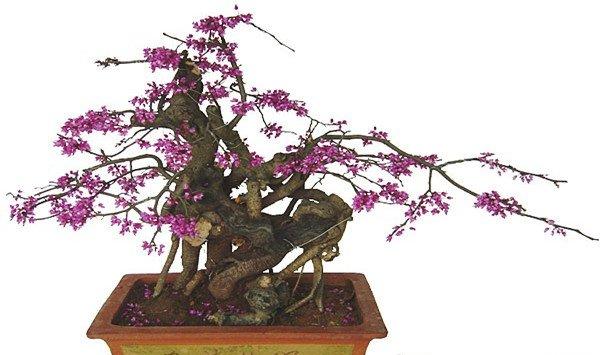紫荆的盆景制作方法
