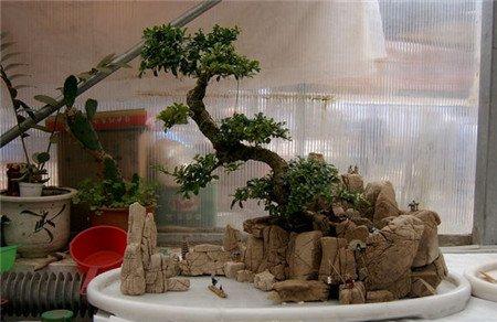 水旱盆景造型
