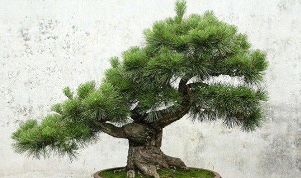 南洋杉的盆景制作方法