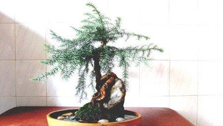 南洋杉盆景制作：上部造型