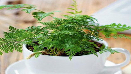 南洋杉盆景制作：具体步骤