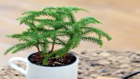 南洋杉盆景制作：前期准备