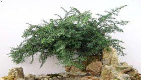 南洋杉造型方法