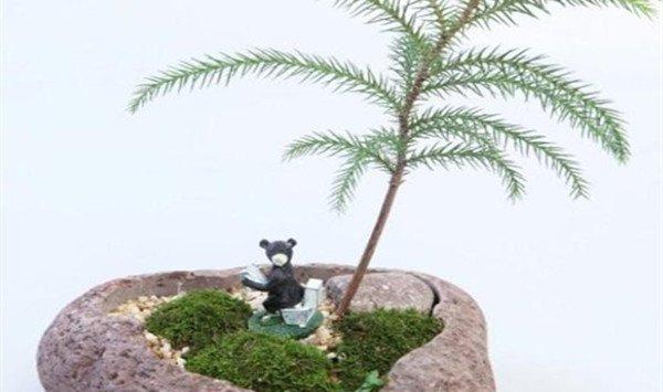 南洋杉盆景如何造型