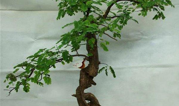 合欢花的盆景制作方法