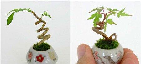 微型盆景的养护方法