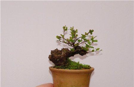 微型景观制作：造型