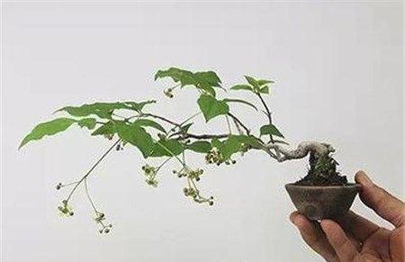 指甲上的微盆景