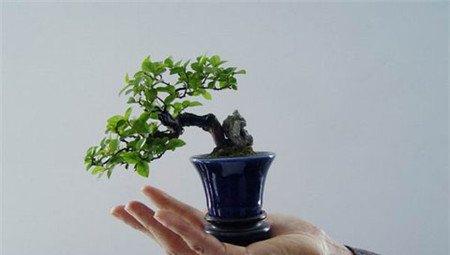 微型盆景图片