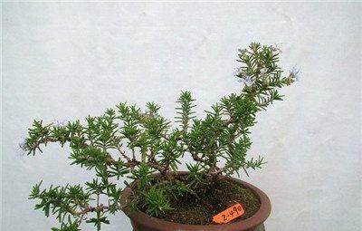 迷迭香盆景欣赏 迷迭香盆景欣赏