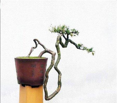 石榴卧干式盆景