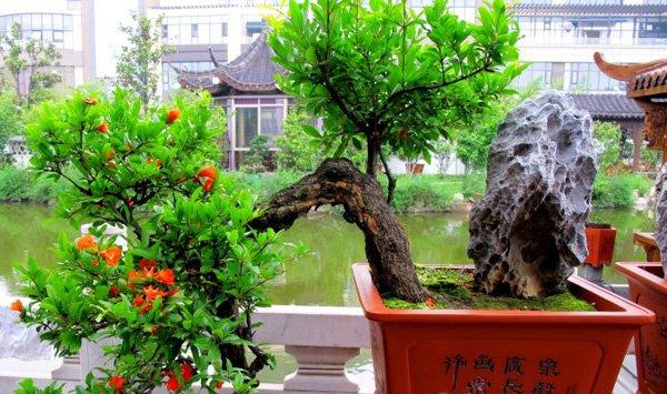 石榴花的盆景制作方法