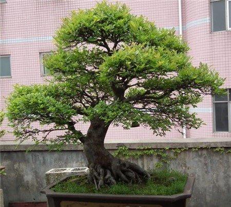 冬青盆栽图片