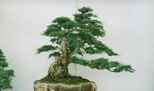 榕树盆景的养护管理
