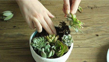 多肉植物拼盘盆景制作 多肉植物拼盘盆景制作