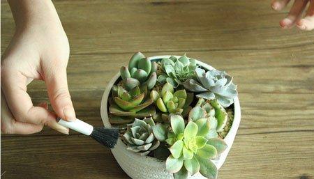 多肉植物拼盘盆景制作 多肉植物拼盘盆景制作