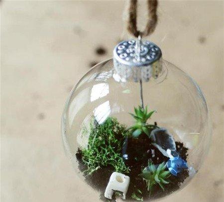 多肉植物玻璃球盆景制作 多肉植物玻璃球盆景制作