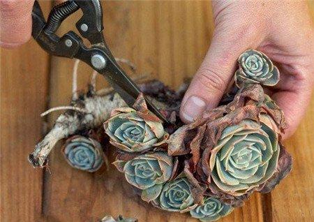 多肉植物墙的制作 多肉植物墙的制作