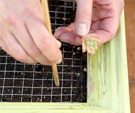 多肉植物墙的制作 多肉植物墙的制作