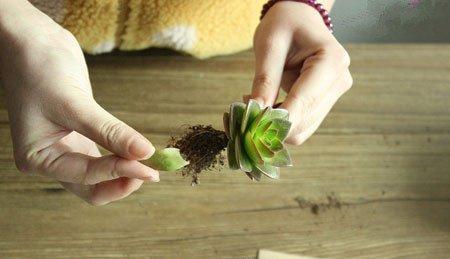 多肉植物拼盘盆景制作 多肉植物拼盘盆景制作