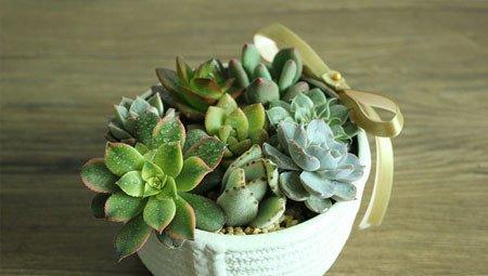 多肉植物拼盘盆景制作 多肉植物拼盘盆景制作