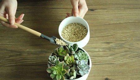 多肉植物拼盘盆景制作 多肉植物拼盘盆景制作